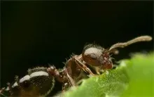 蚂蚁品种食人蚁的介绍