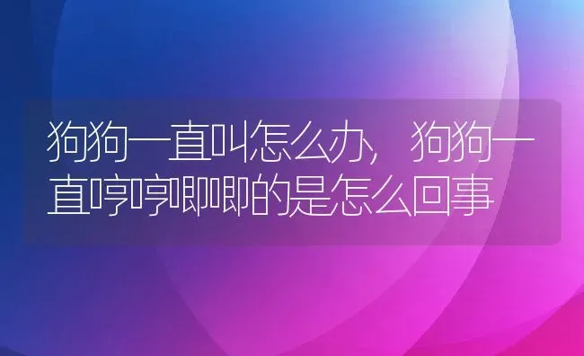 狗狗一直叫怎么办,狗狗一直哼哼唧唧的是怎么回事 | 宠物百科知识