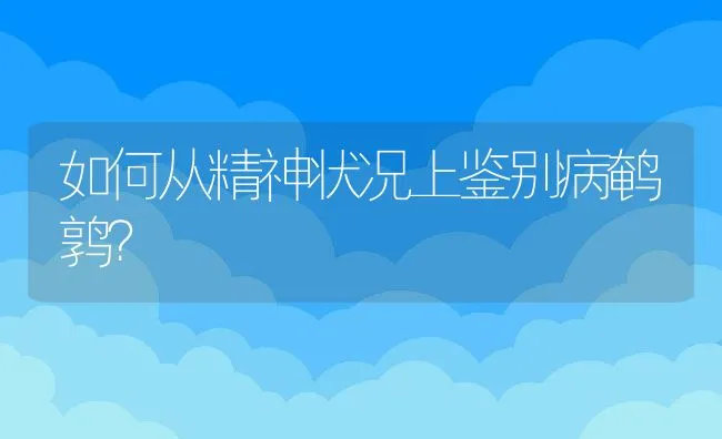 如何从精神状况上鉴别病鹌鹑？ | 动物养殖学堂