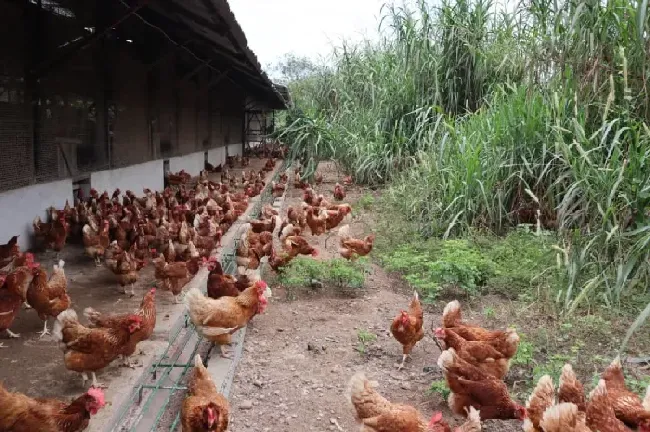 鸡脑软化症特点和治疗方法讲解