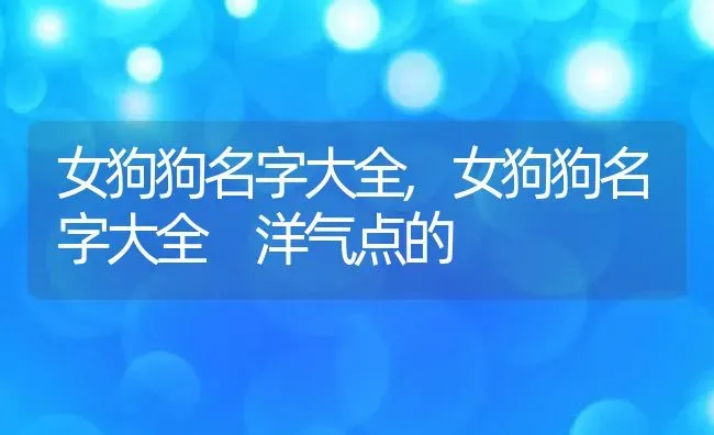 女狗狗名字大全,女狗狗名字大全 洋气点的 | 宠物百科知识