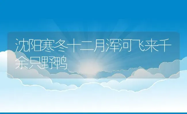 沈阳寒冬十二月浑河飞来千余只野鸭 | 特种养殖技术