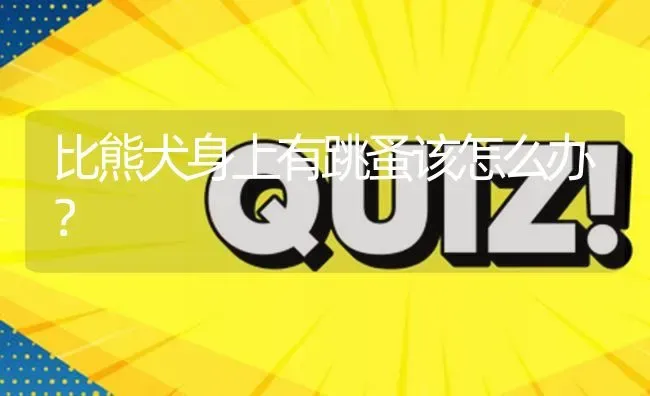 比熊犬身上有跳蚤该怎么办？ | 动物养殖问答