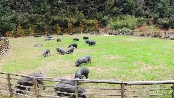 农村猪圈建法