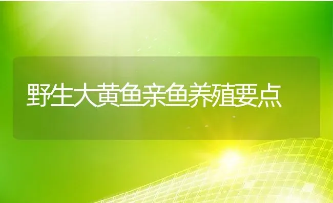 野生大黄鱼亲鱼养殖要点 | 淡水养殖技术