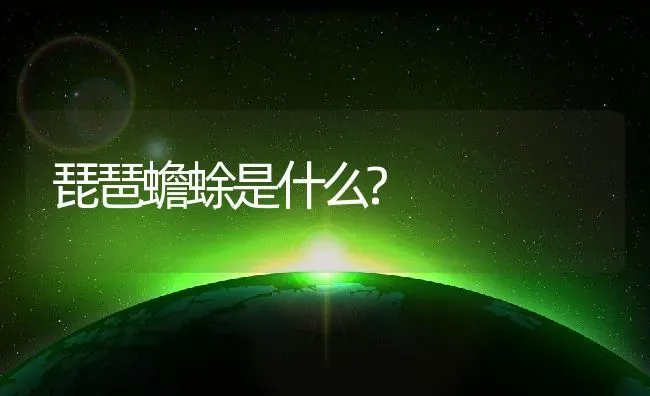 琵琶蟾蜍是什么? | 动物养殖百科