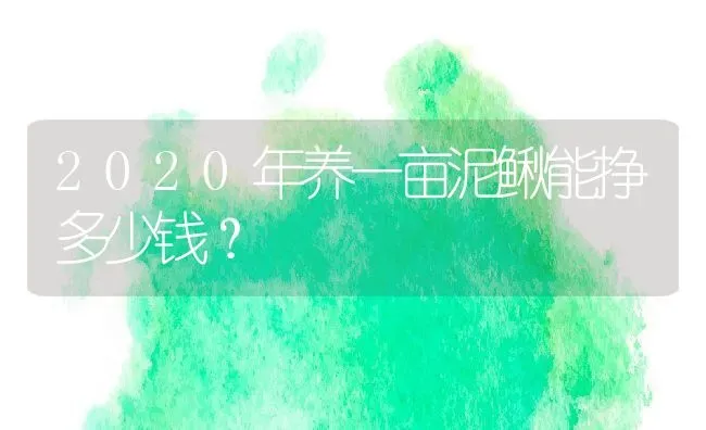 2020年养一亩泥鳅能挣多少钱？ | 动物养殖百科