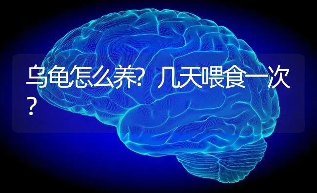 乌龟怎么养?几天喂食一次？ | 动物养殖问答