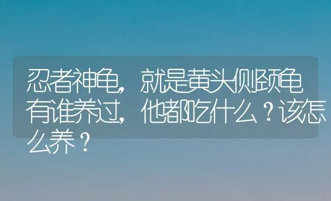 忍者神龟，就是黄头侧颈龟有谁养过，他都吃什么？该怎么养？ | 动物养殖问答