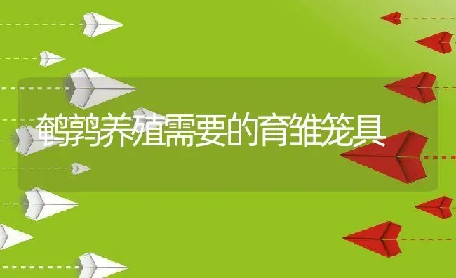 鹌鹑养殖需要的育雏笼具 | 动物养殖教程