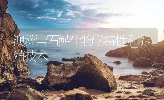 澳洲宝石鲈生物学特性和养殖技术 | 海水养殖技术