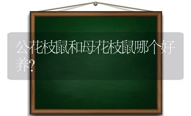 公花枝鼠和母花枝鼠哪个好养？ | 动物养殖问答