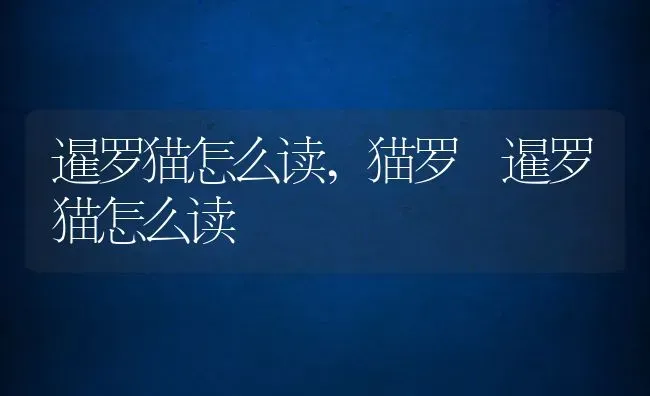 暹罗猫怎么读,猫罗 暹罗猫怎么读 | 宠物百科知识