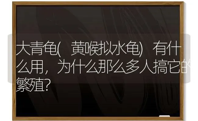 大青龟(黄喉拟水龟)有什么用，为什么那么多人搞它的繁殖？ | 动物养殖问答