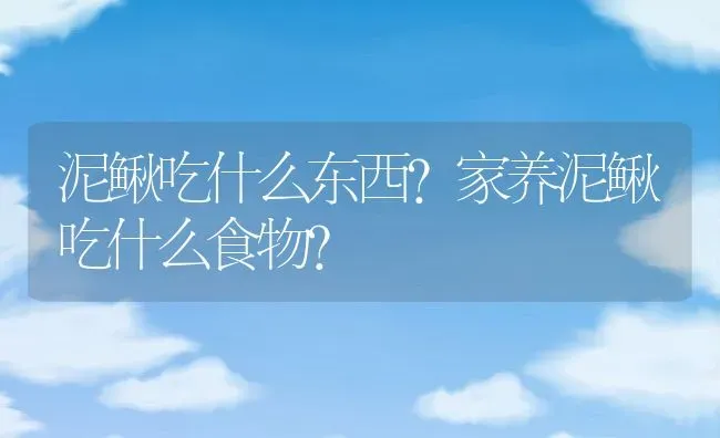 泥鳅吃什么东西?家养泥鳅吃什么食物? | 动物养殖百科