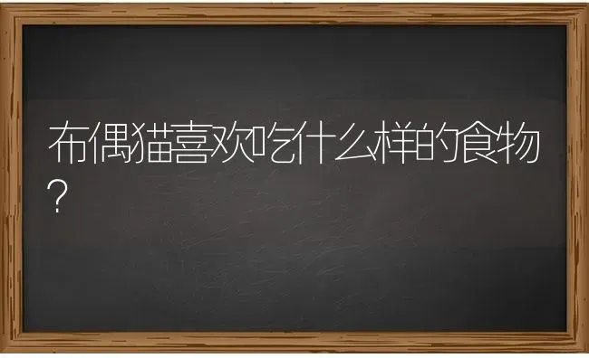 布偶猫喜欢吃什么样的食物？ | 动物养殖问答