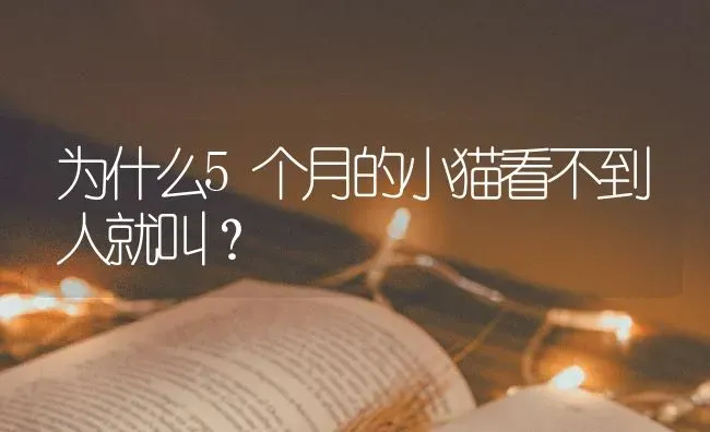 为什么5个月的小猫看不到人就叫？ | 动物养殖问答