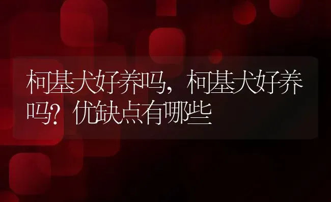 柯基犬好养吗,柯基犬好养吗?优缺点有哪些 | 宠物百科知识