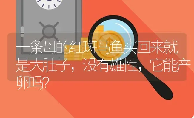 一条母的红斑马鱼买回来就是大肚子，没有雄性，它能产卵吗？ | 鱼类宠物饲养