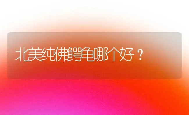 北美纯佛鳄龟哪个好？ | 动物养殖问答