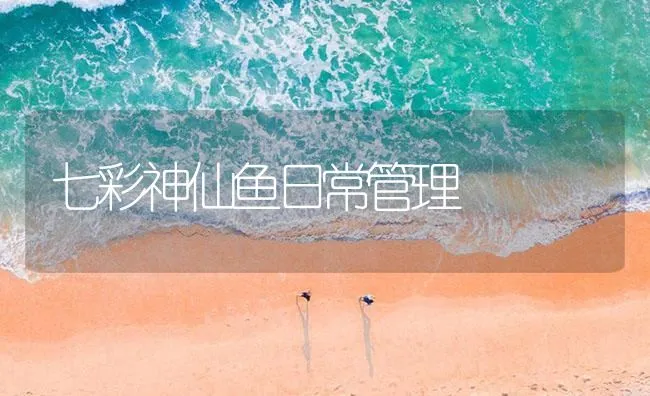 七彩神仙鱼日常管理 | 海水养殖技术