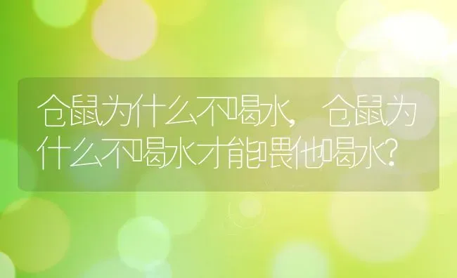 仓鼠为什么不喝水,仓鼠为什么不喝水才能喂他喝水? | 宠物百科知识