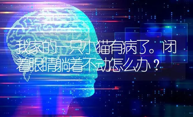 我家的一只小猫有病了。闭着眼睛躺着不动怎么办？ | 动物养殖问答