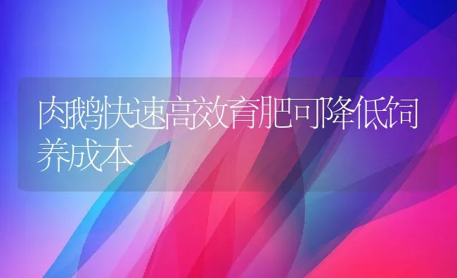 肉鹅快速高效育肥可降低饲养成本 | 动物养殖饲料