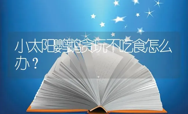 小太阳鹦鹉贪玩不吃食怎么办？ | 鱼类宠物饲养