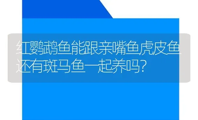 红鹦鹉鱼能跟亲嘴鱼虎皮鱼还有斑马鱼一起养吗？ | 鱼类宠物饲养