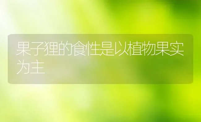 果子狸的食性是以植物果实为主 | 动物养殖教程