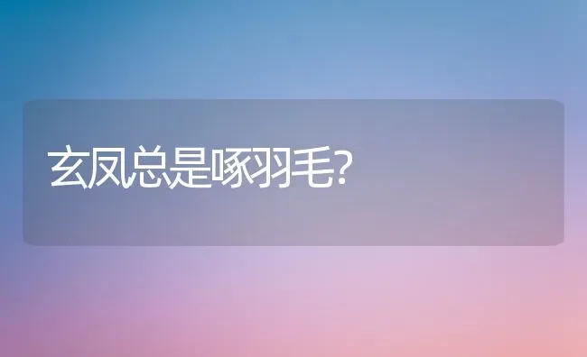 玄凤总是啄羽毛？ | 动物养殖问答