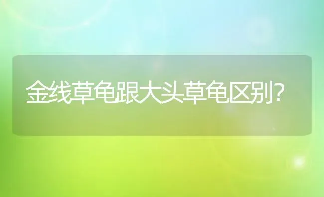 14年狗狗要死之前的表现？ | 动物养殖问答