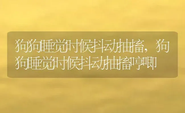 狗狗睡觉时候抖动抽搐,狗狗睡觉时候抖动抽搐哼唧 | 宠物百科知识