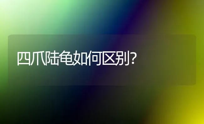 四爪陆龟如何区别？ | 动物养殖问答