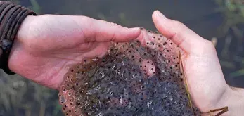 质量好的黑斑蛙种苗怎么选以及日常管理问题