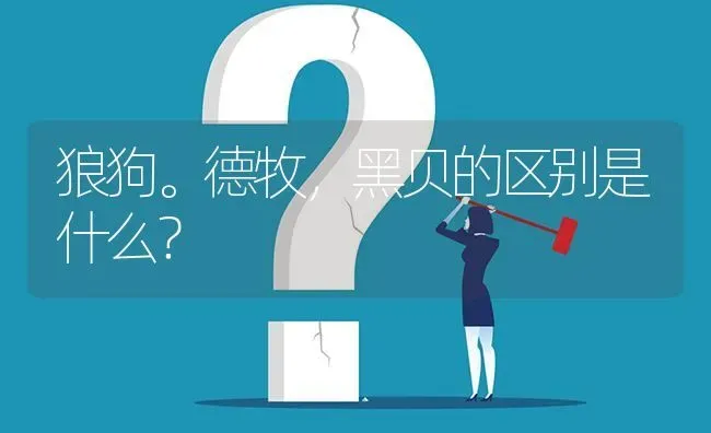 狼狗。德牧，黑贝的区别是什么？ | 动物养殖问答