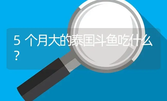 5个月大的泰囯斗鱼吃什么？ | 鱼类宠物饲养