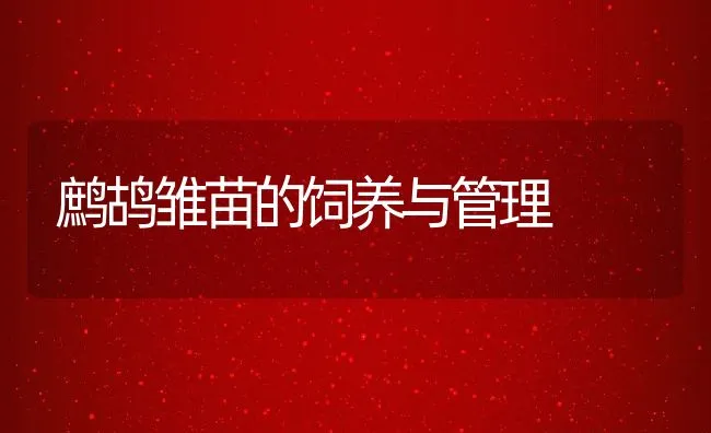 鹧鸪雏苗的饲养与管理 | 动物养殖饲料