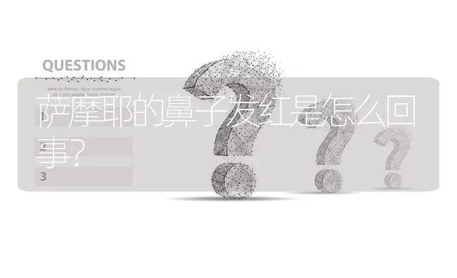 萨摩耶的鼻子发红是怎么回事？ | 动物养殖问答