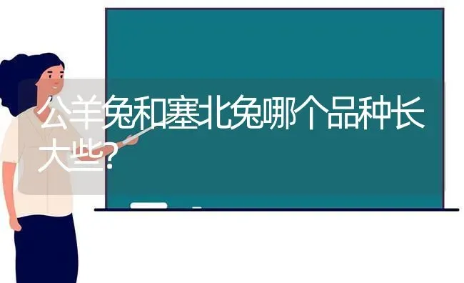 公羊兔和塞北兔哪个品种长大些？ | 动物养殖问答