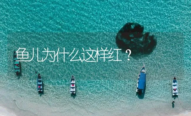 鱼儿为什么这样红？ | 海水养殖技术