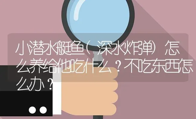 小潜水艇鱼(深水炸弹)怎么养给他吃什么？不吃东西怎么办？ | 鱼类宠物饲养