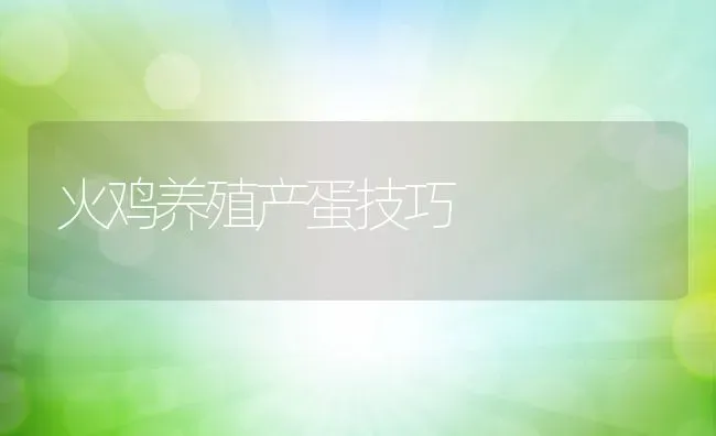 火鸡养殖产蛋技巧 | 动物养殖百科