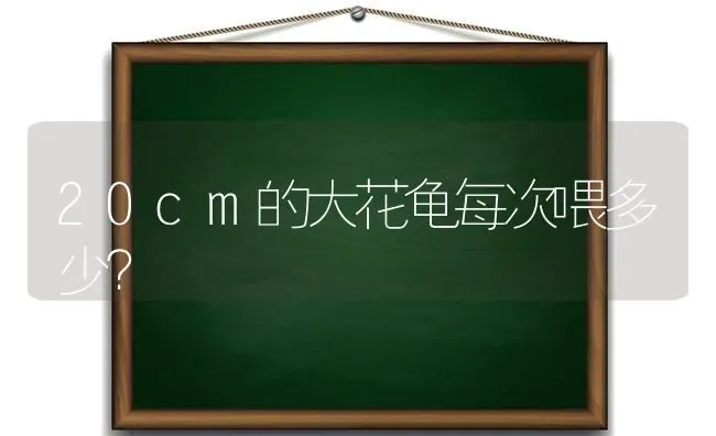 20cm的大花龟每次喂多少？ | 动物养殖问答