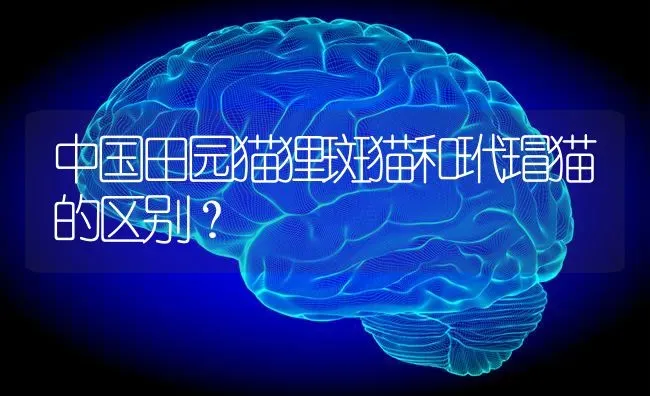 中国田园猫狸斑猫和玳瑁猫的区别？ | 动物养殖问答