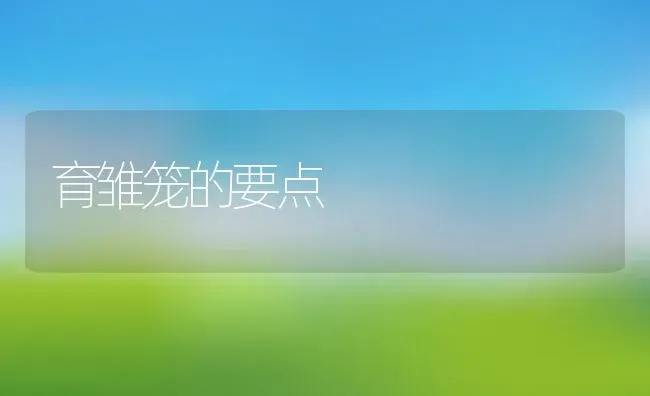 育雏笼的要点 | 动物养殖百科