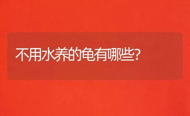 不用水养的龟有哪些？ | 动物养殖问答