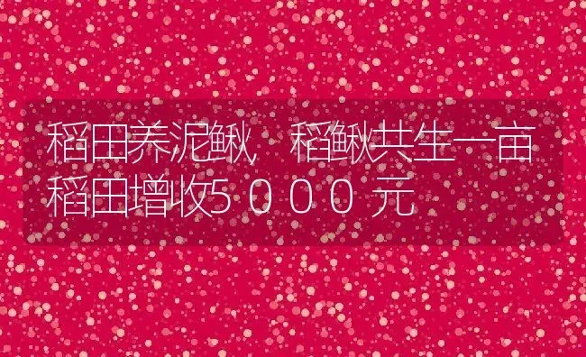 稻田养泥鳅,稻鳅共生一亩稻田增收5000元 | 动物养殖百科