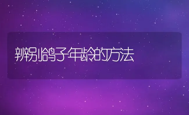 辨别鸽子年龄的方法 | 动物养殖学堂